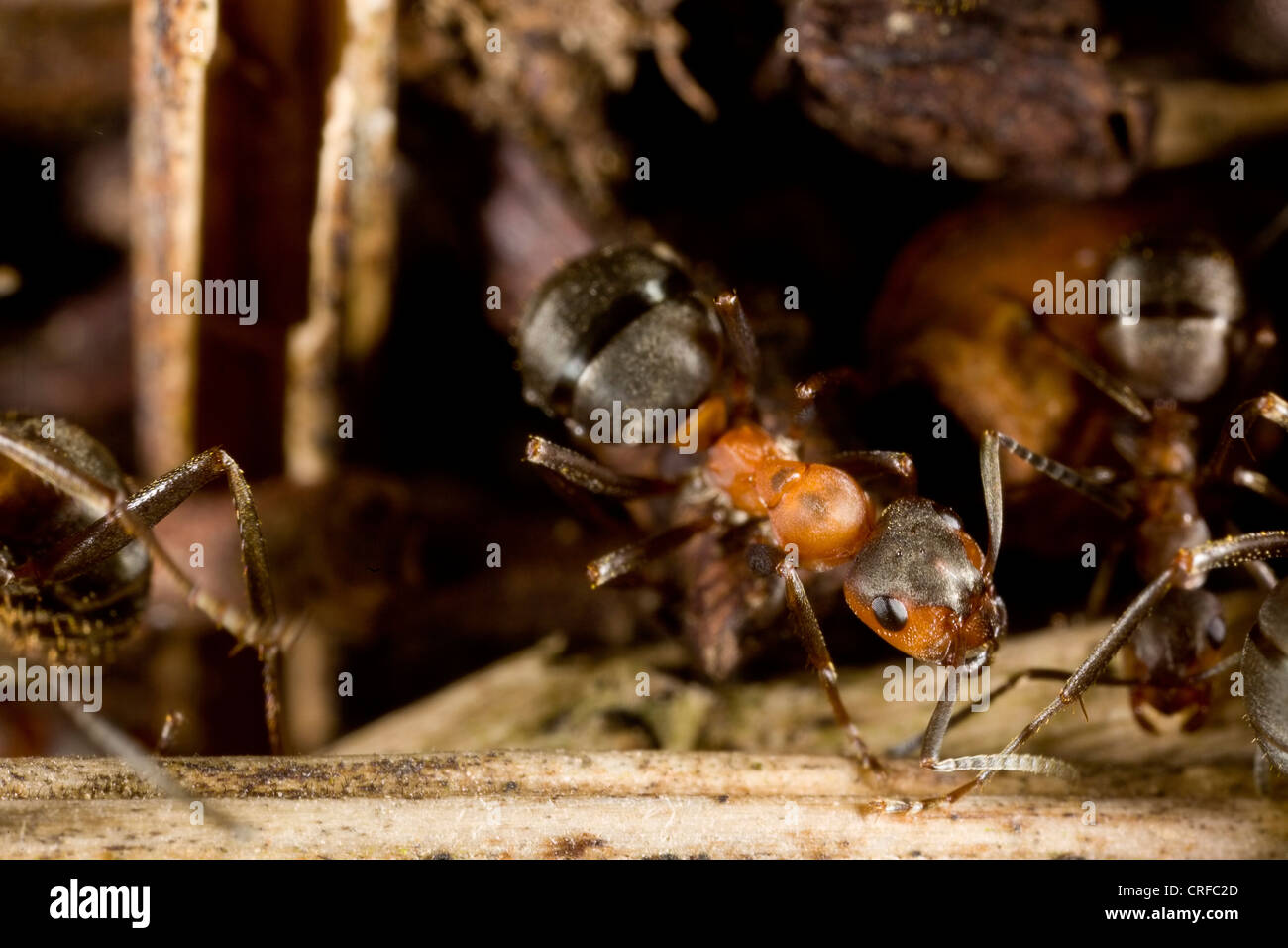 Red forest ants (Formica Rufa) on an anthill at the Haard, Dudelange in Luxembourg. Stock Photo