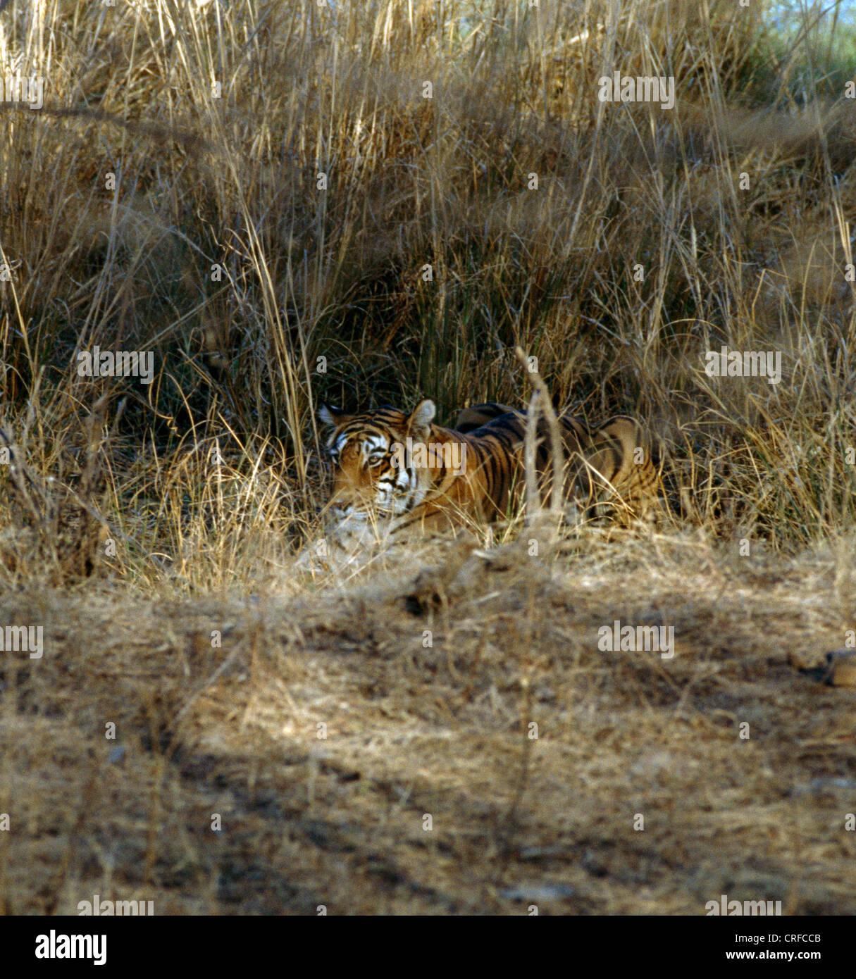 Ranthambore National Park India Wildlife Sanctuary Tiger In Long Grass Stock Photo - Alamy Ranthambore National Park India Wildlife Sanctuary Tiger In Long Grass Stock Photo - Alamy