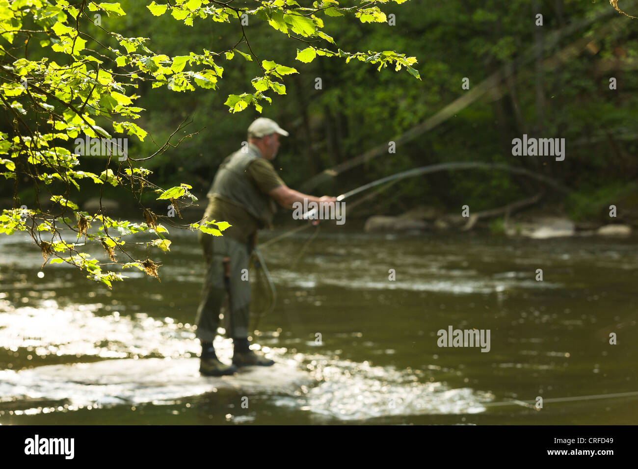 Fly Fisherman standing on a rock in the middle of the river semois in a forest near Laiche. Stock Photo