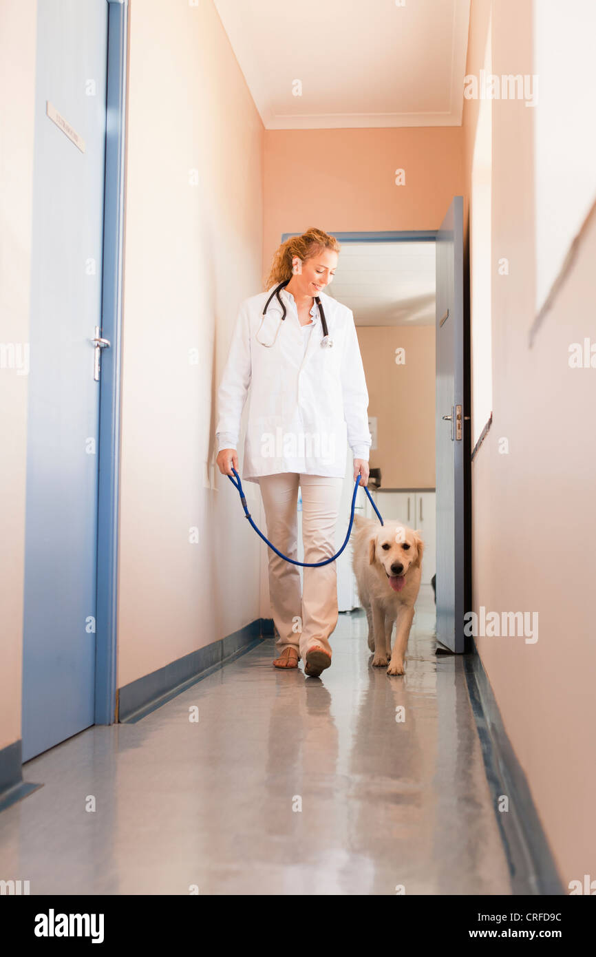 Veterinarian walking dog in hospital Stock Photo Alamy
