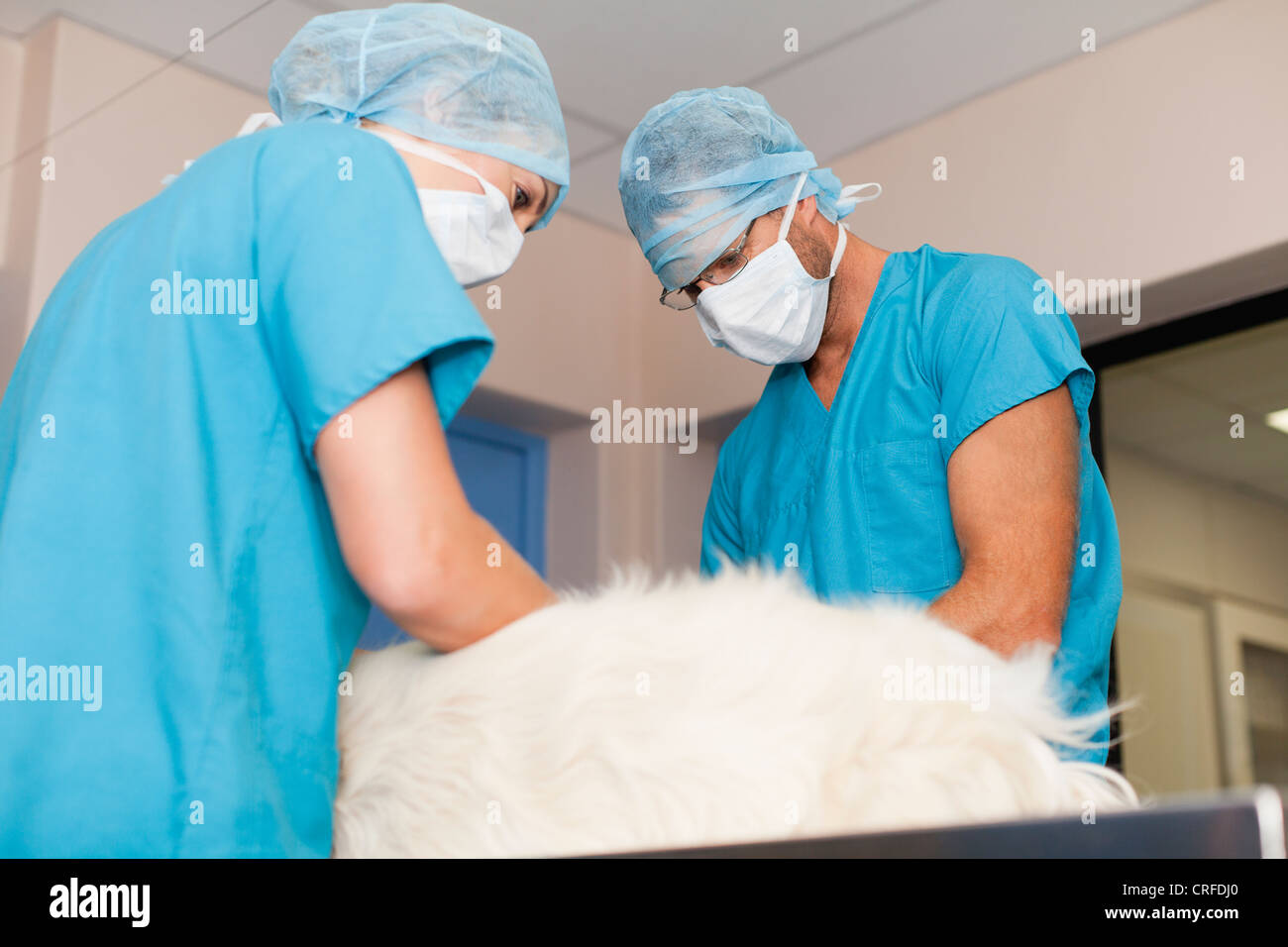 Veterinary surgeons working on dog Stock Photo