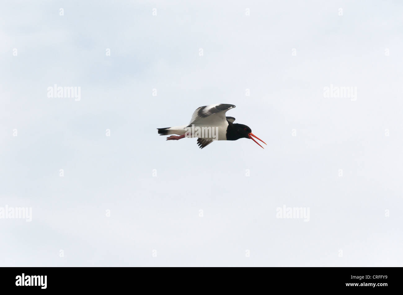 Eurasian Oystercatcher (Haematopus ostralegus) in flight. Stock Photo