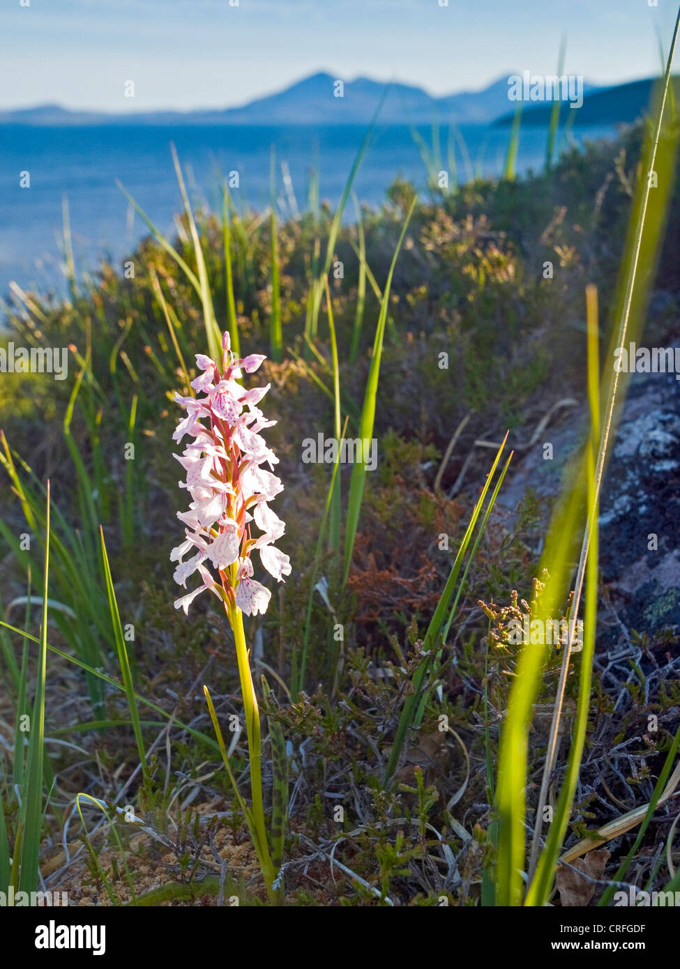 Orchids, West Coast of Scotland Stock Photo