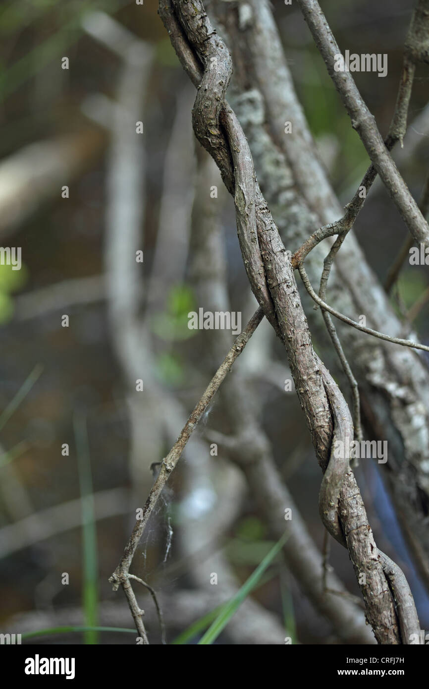 Silk-vine (Periploca graeca) Stock Photo