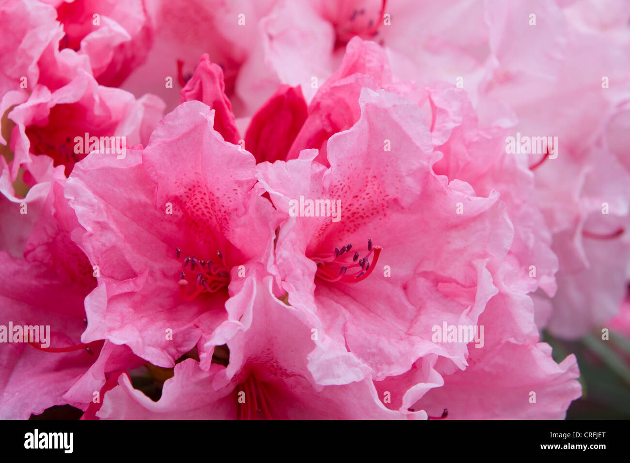 Rhododendron Hydon Dawn Stock Photo - Alamy