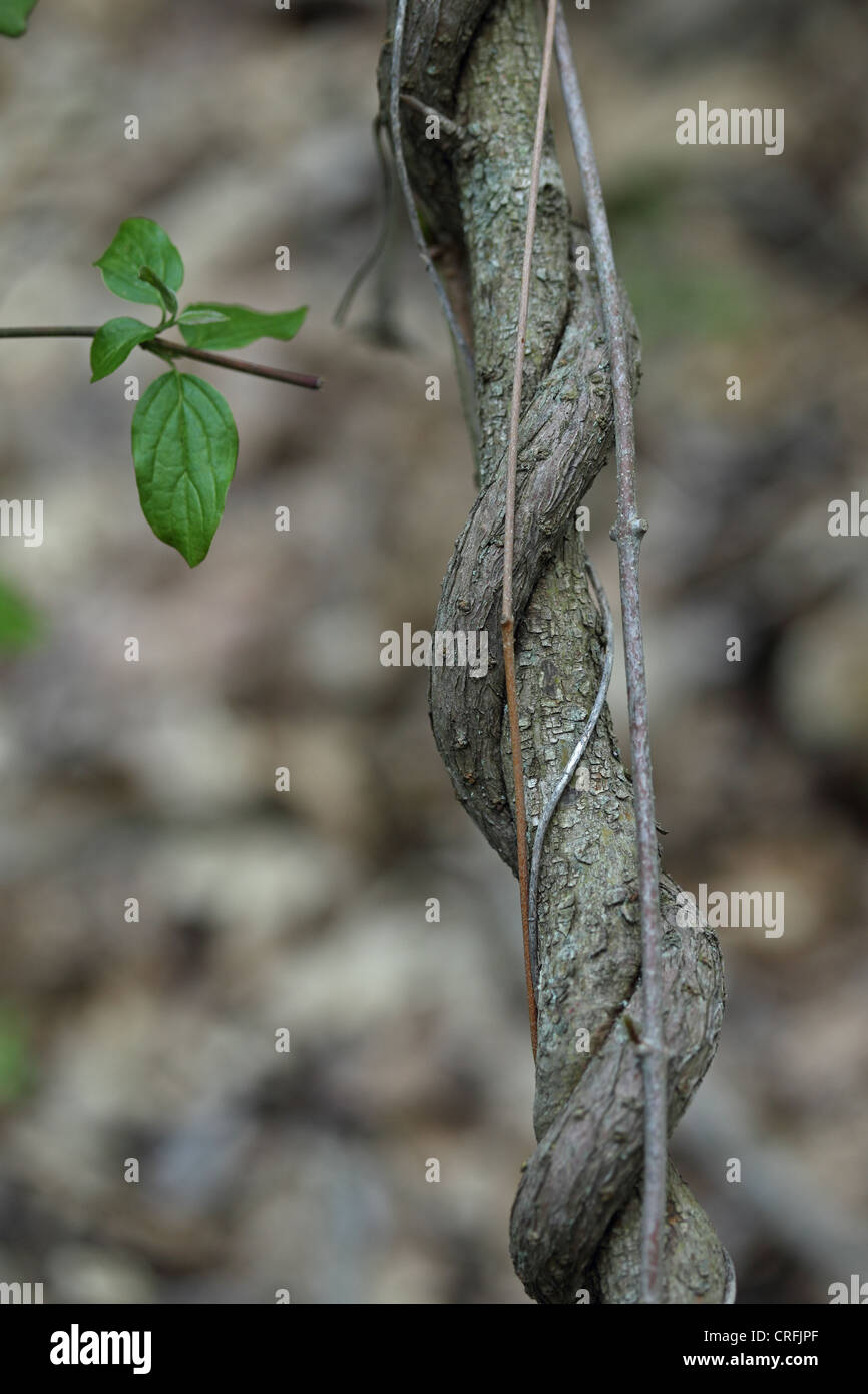 Silk-vine (Periploca graeca) Stock Photo