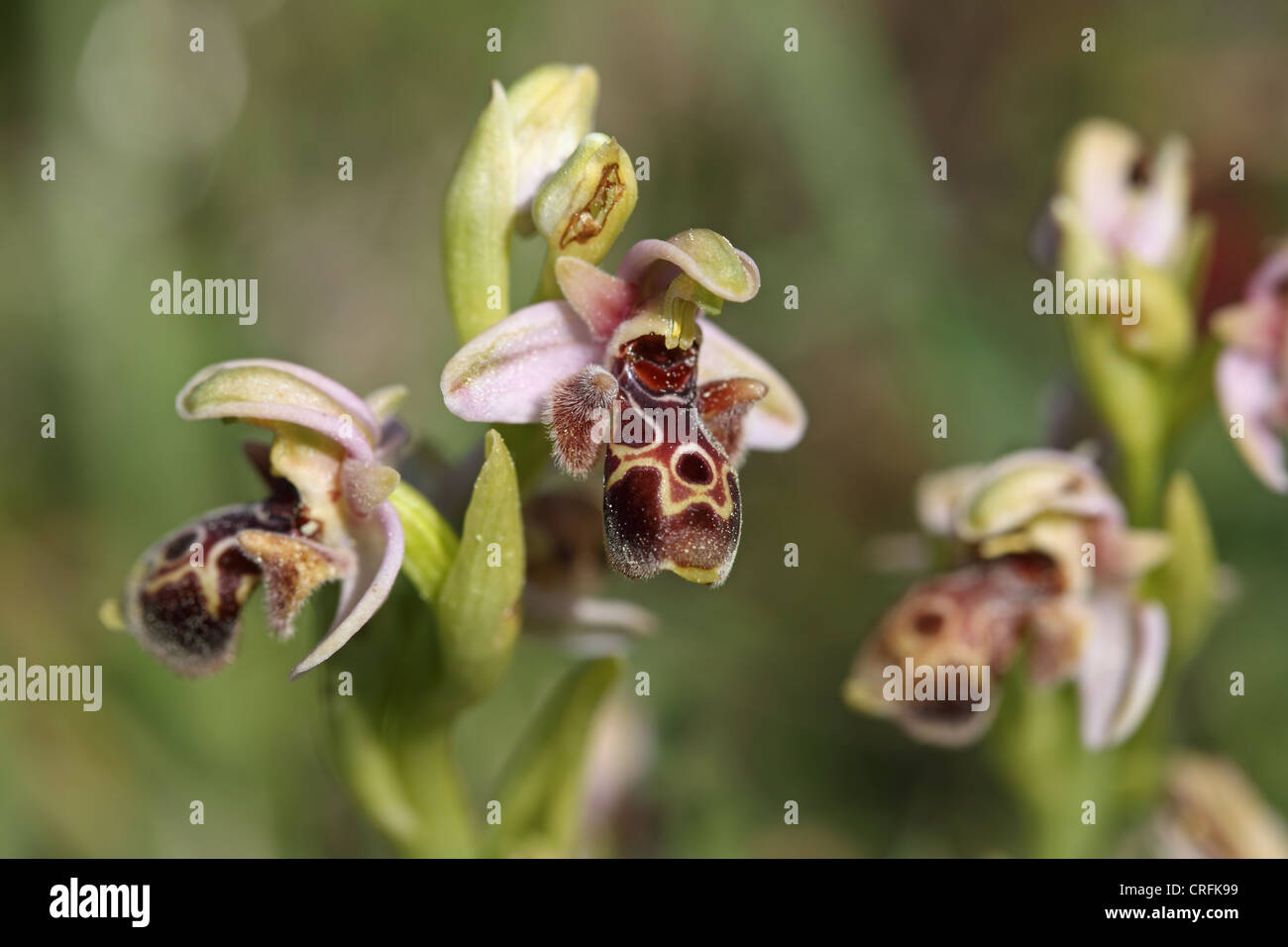 Umbilicate Woodcock Orchid (Ophrys umbilicata) Stock Photo