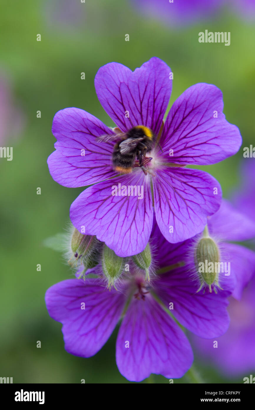 Bee on flower of Geranium himalayense Stock Photo