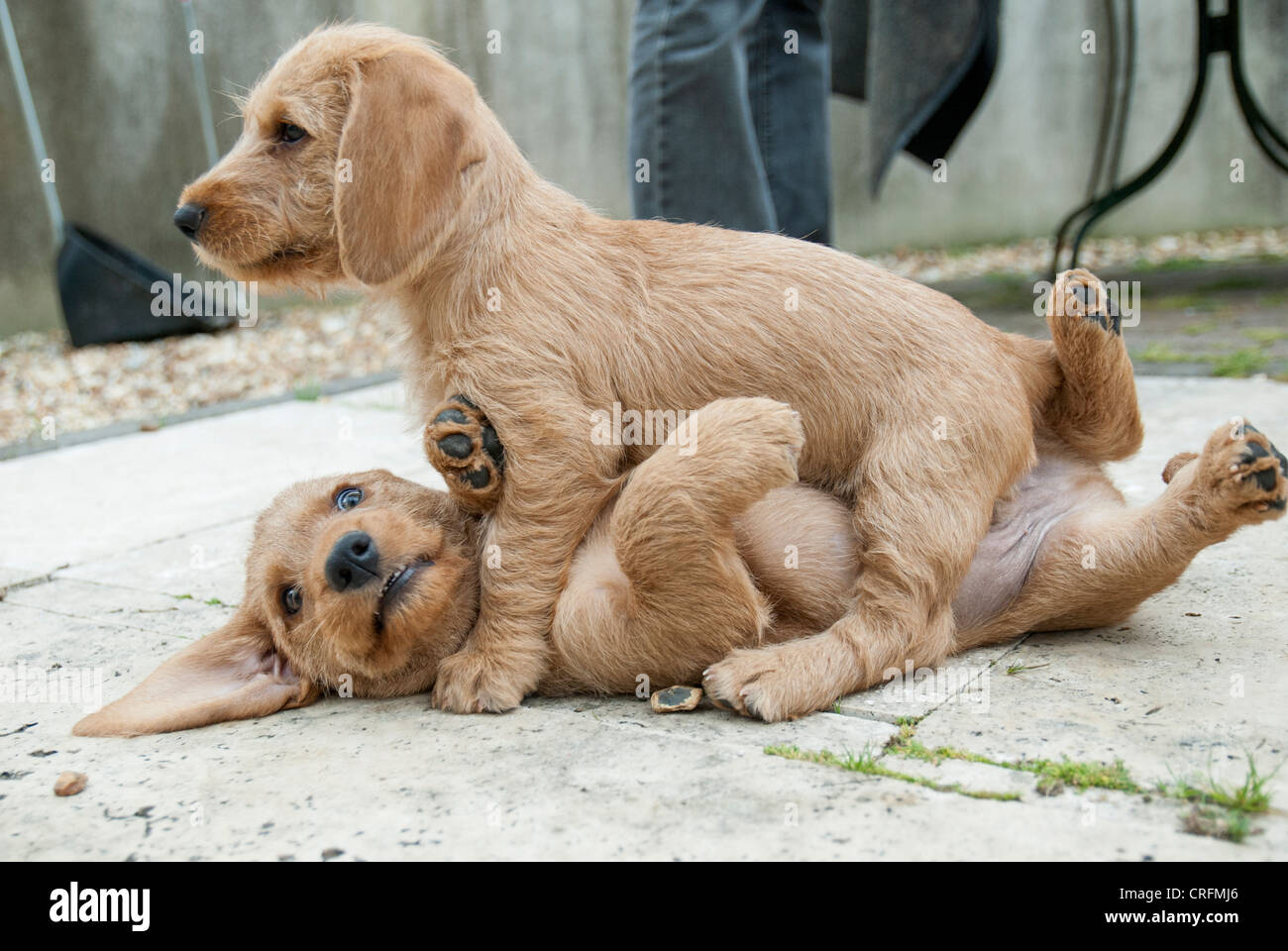 Eight week old Basset Fauve de Bretagne puppy Stock Photo - Alamy