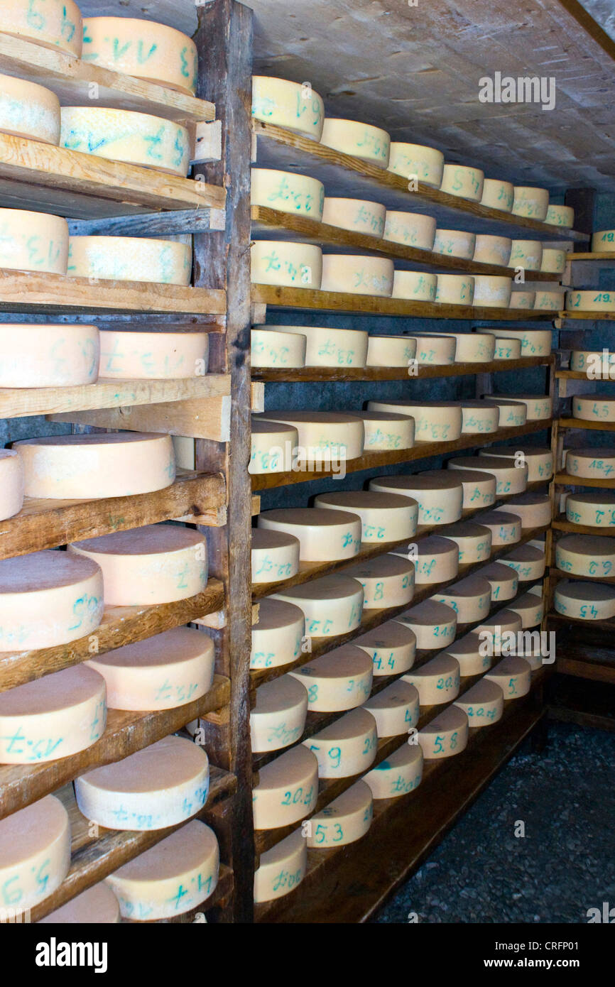 traditional cheese production aging cheese wheels in storage racks