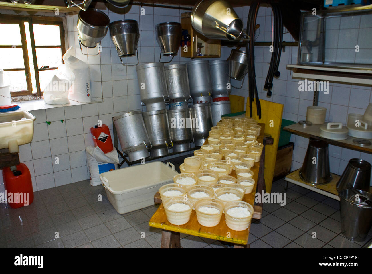 traditional cheese production filling of shapes with a special cheese