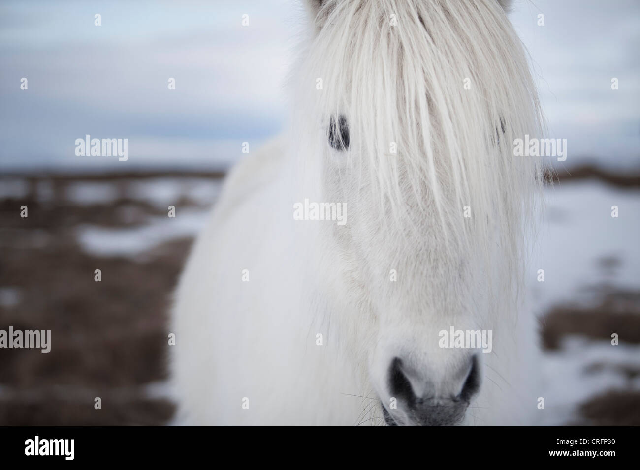 Horse face close up High Resolution Stock Photography and Images Alamy