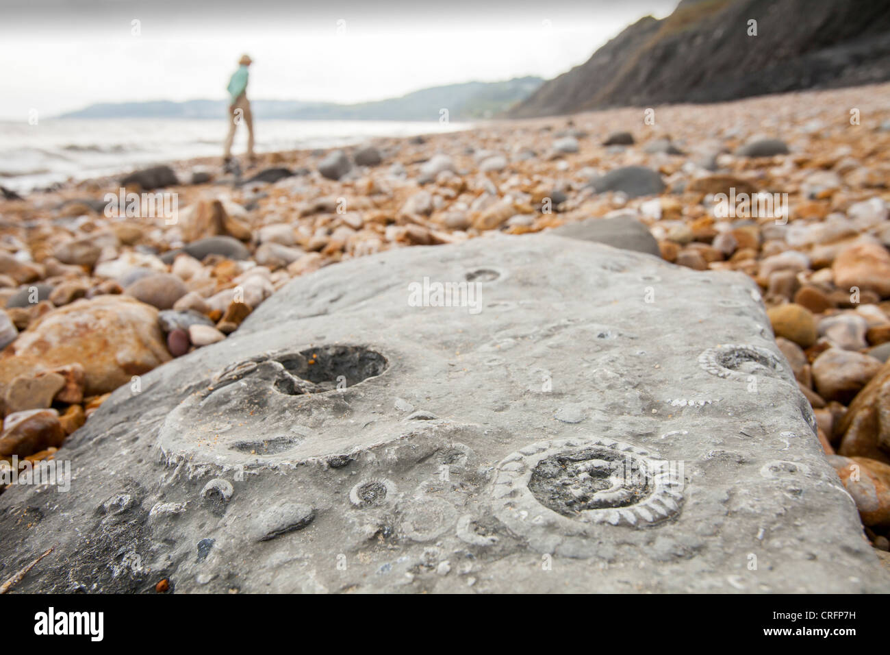 Ammonite fossils on the world famous Charmouth fossil beach, a UNESCO world heritage site as part of the Jurassic coast, Dorset, UK. Stock Photo