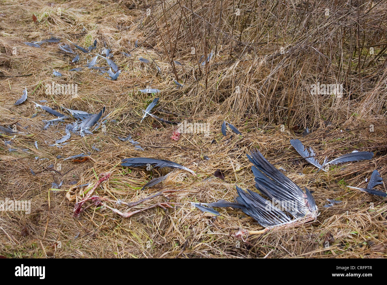 leftovers of grey heron, Germany Stock Photo
