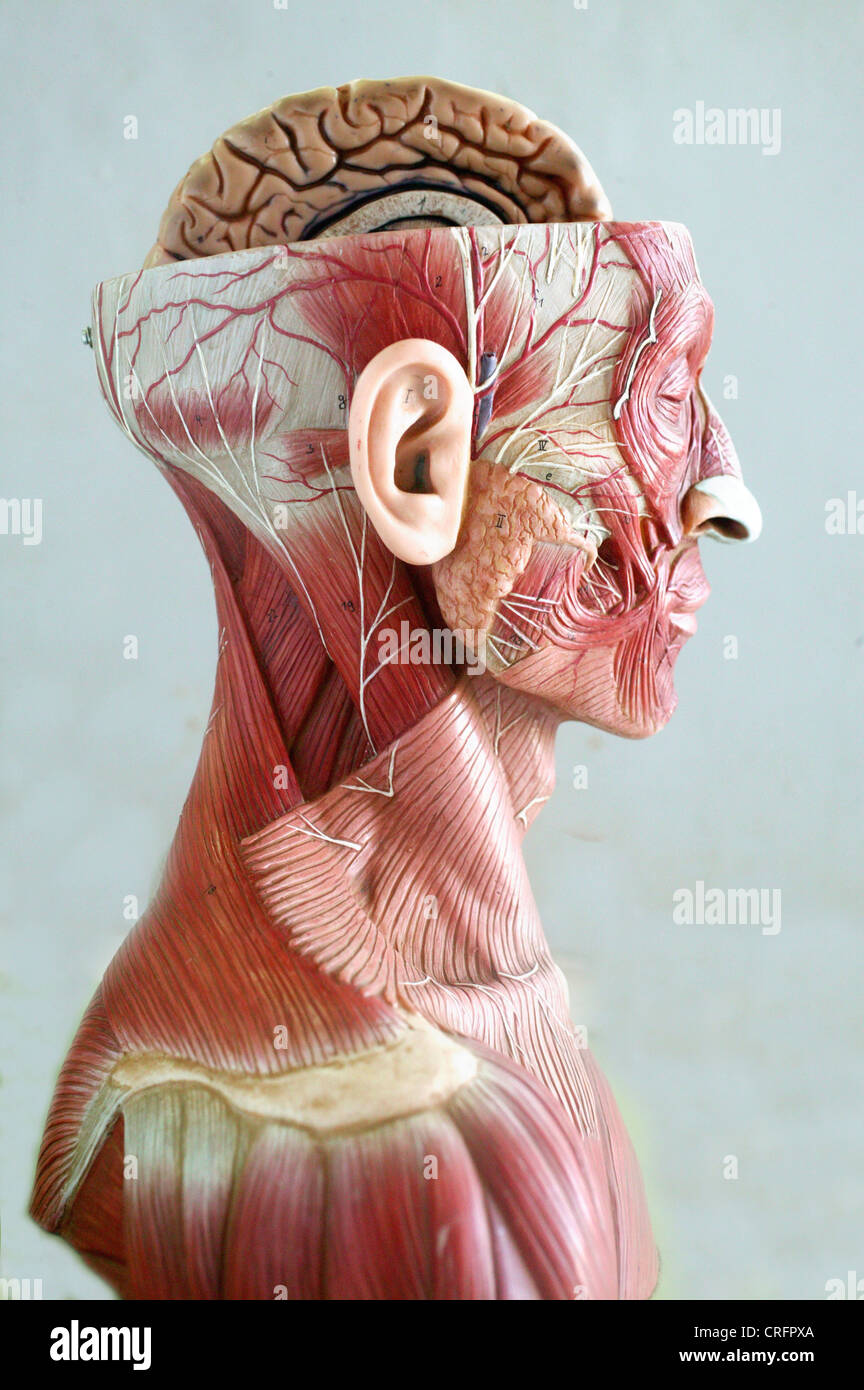 Central Nervous System Brain High Resolution Stock Photography and