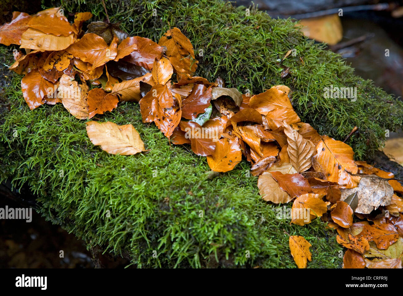 Soked hi-res stock photography and images - Alamy