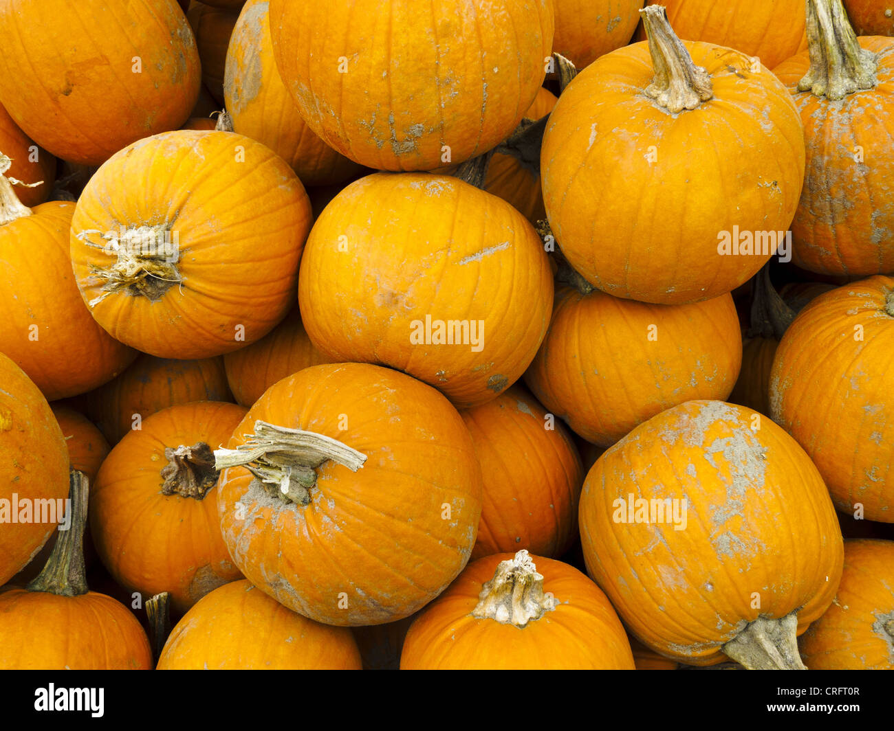 Pumpkins at Jean-Talon Market, Montreal, Quebec, Canada. Stock Photo