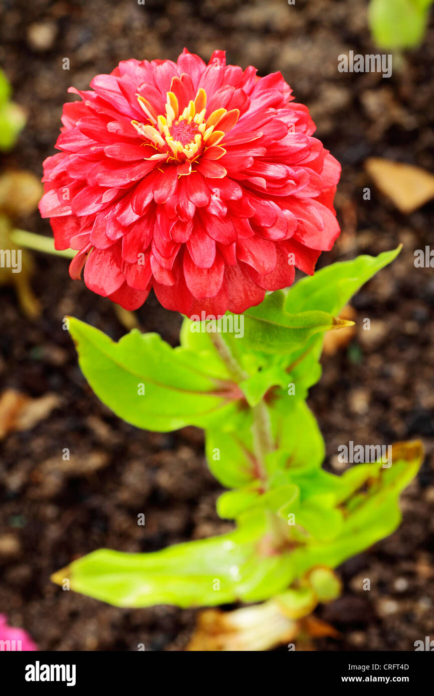 Flores en el jardín Stock Photo - Alamy