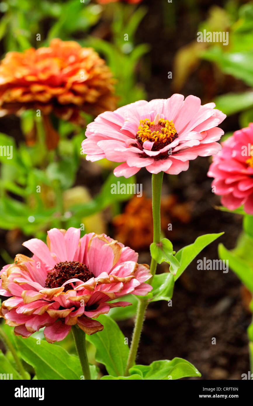 Flores en el jardín Stock Photo - Alamy