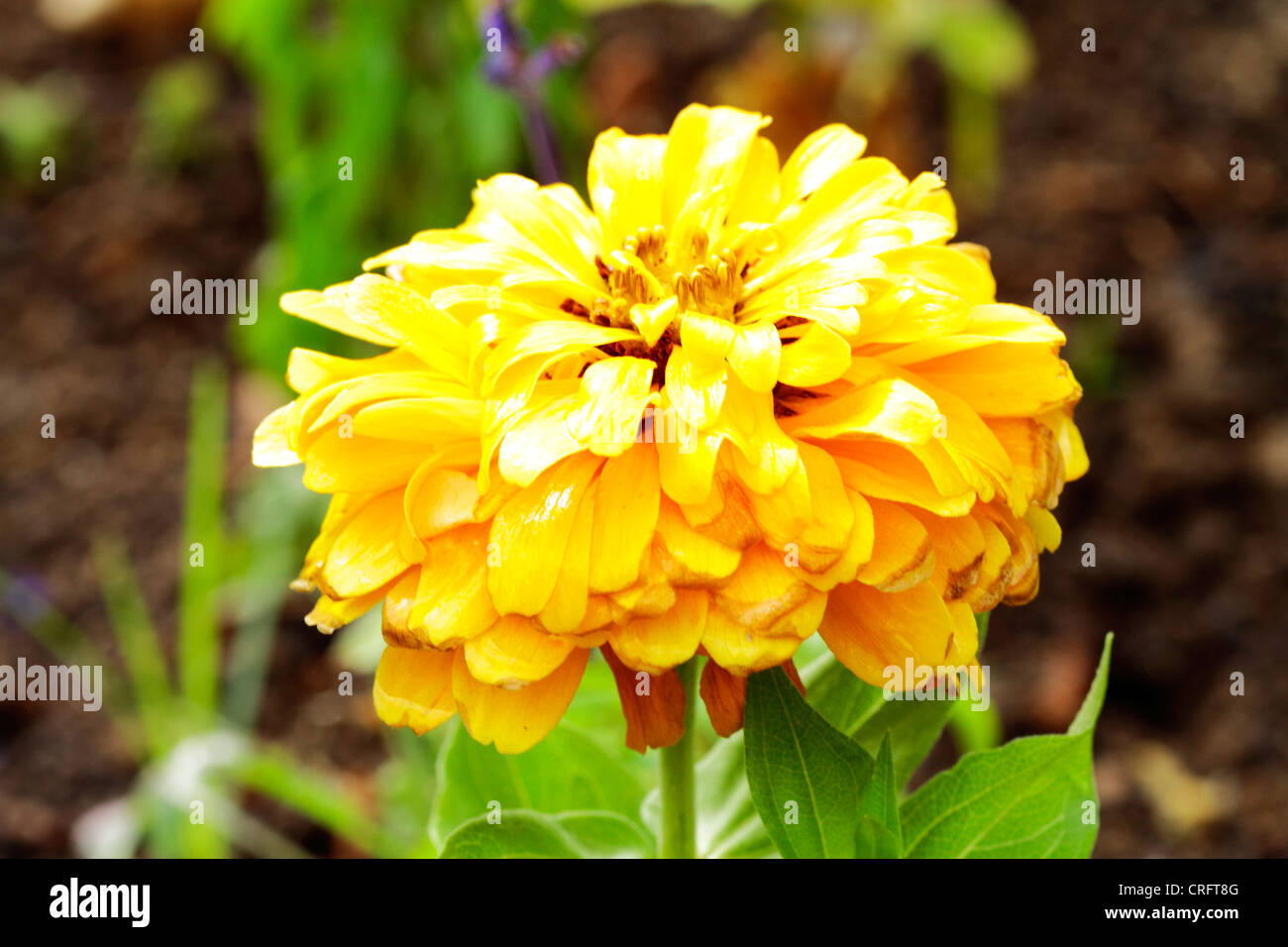 Flores en el jardín Stock Photo - Alamy