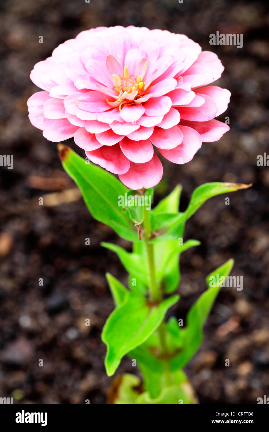 Flores en el jardín Stock Photo - Alamy