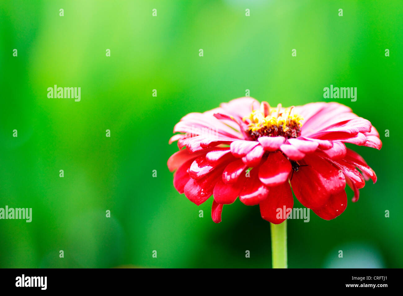 Flores en el jardín Stock Photo - Alamy