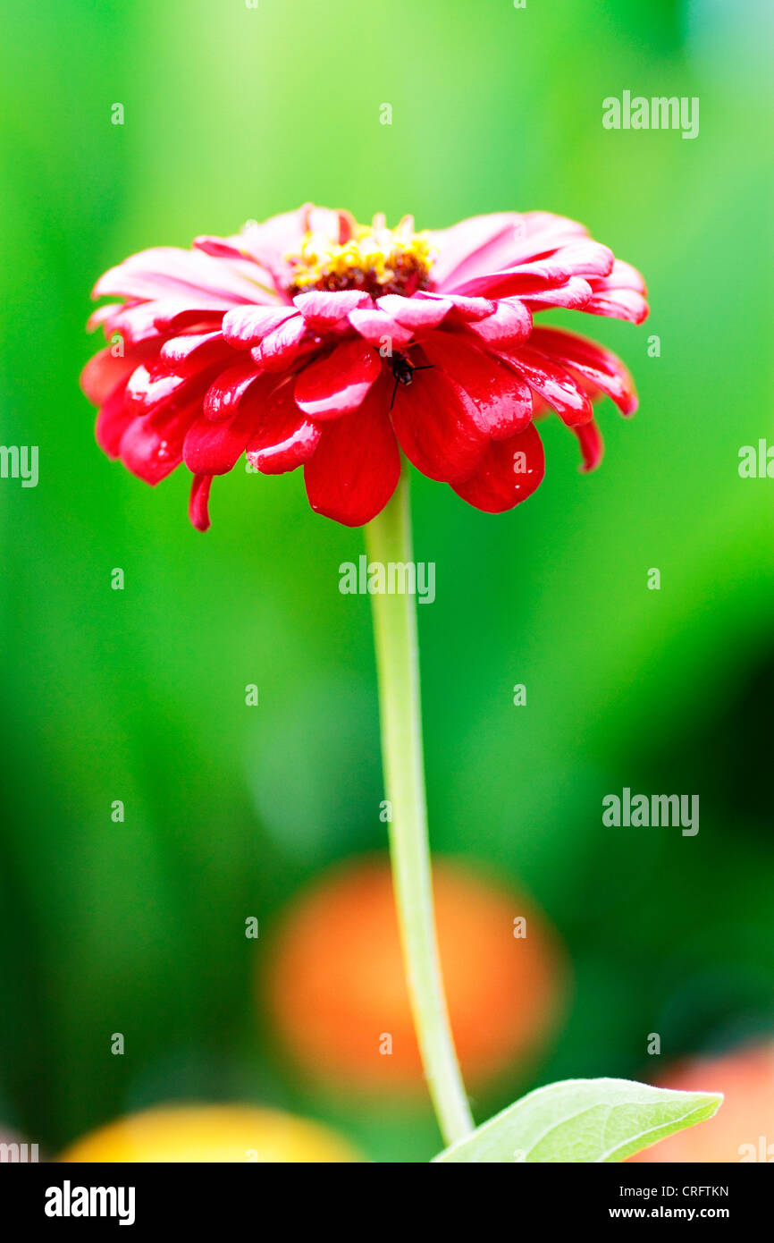 Flores en el jardín Stock Photo - Alamy