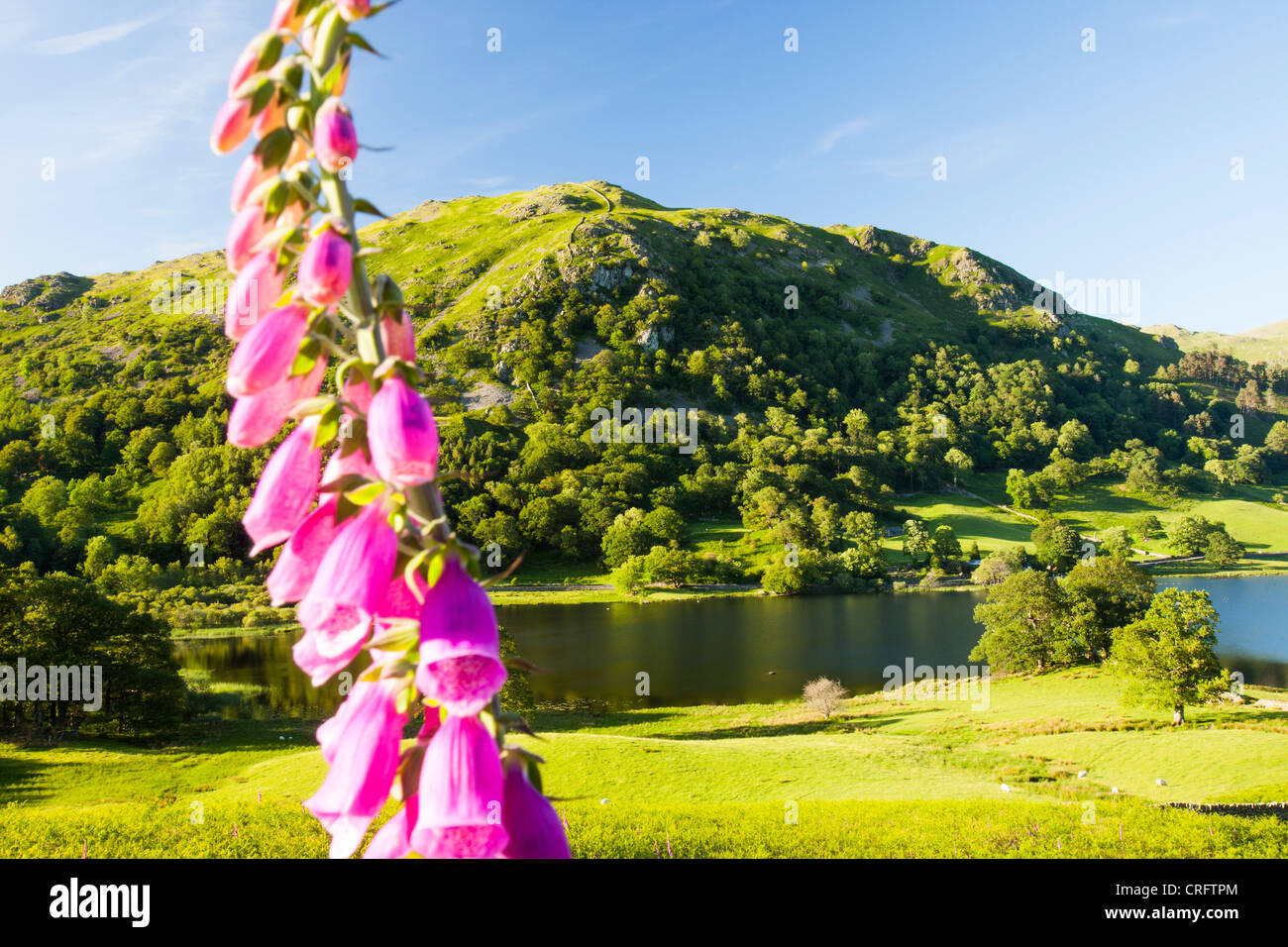 Rydal Water with Foxgloves in the foreground, Lake District, Cumbria, UK. Stock Photo