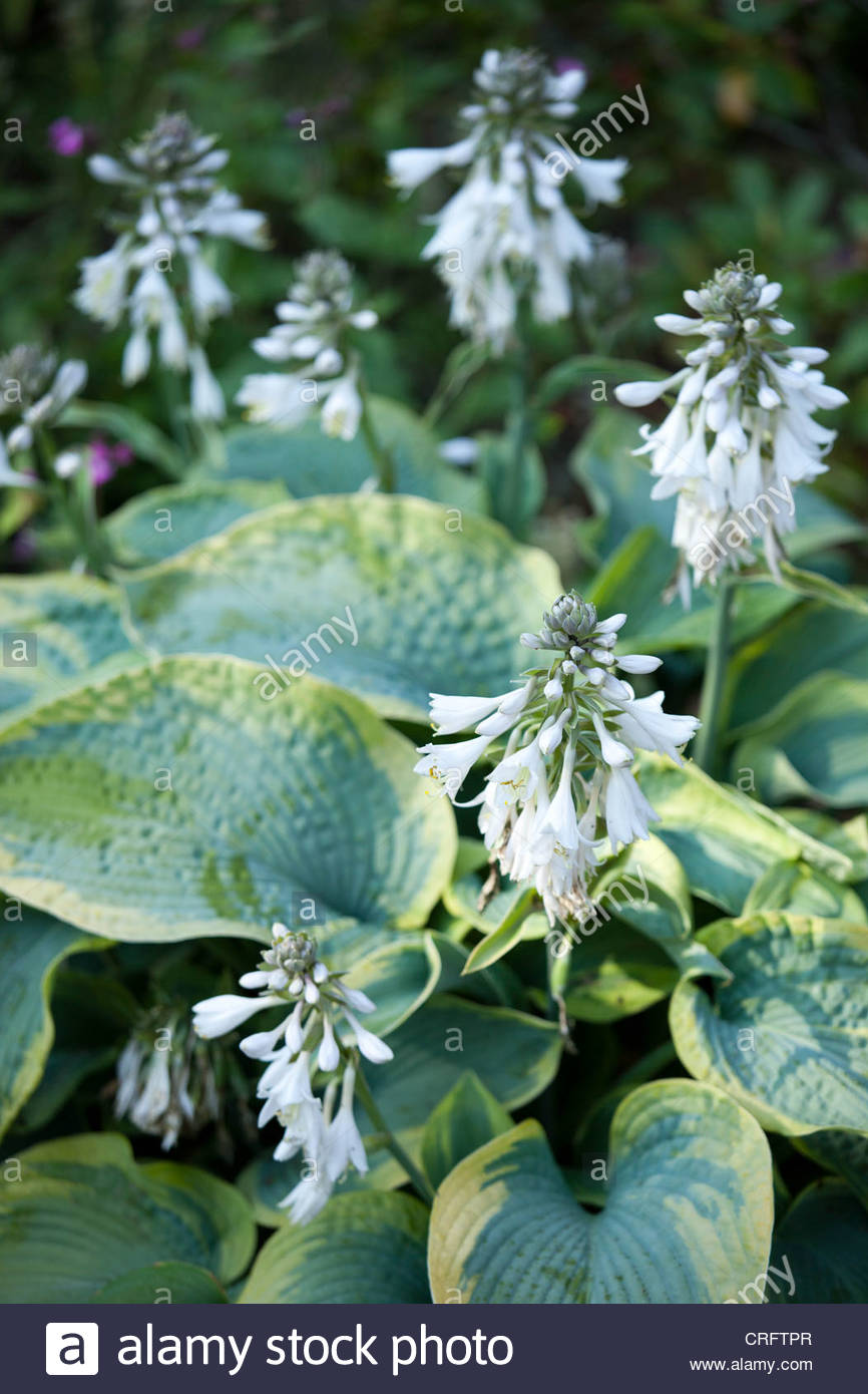 Flowering Hostas Stock Photos & Flowering Hostas Stock Images - Alamy