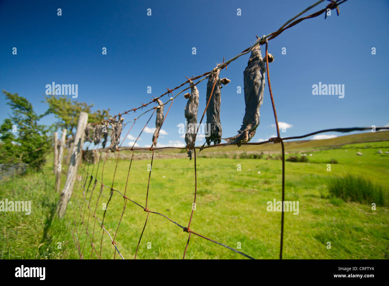 Moles hung on barbed wire fence. An old farming tradition to clear