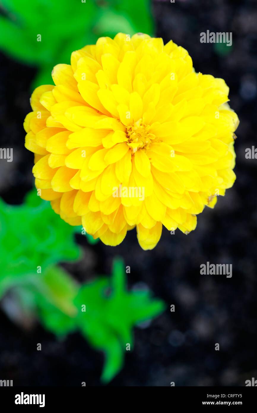 Flores en el jardín Stock Photo - Alamy