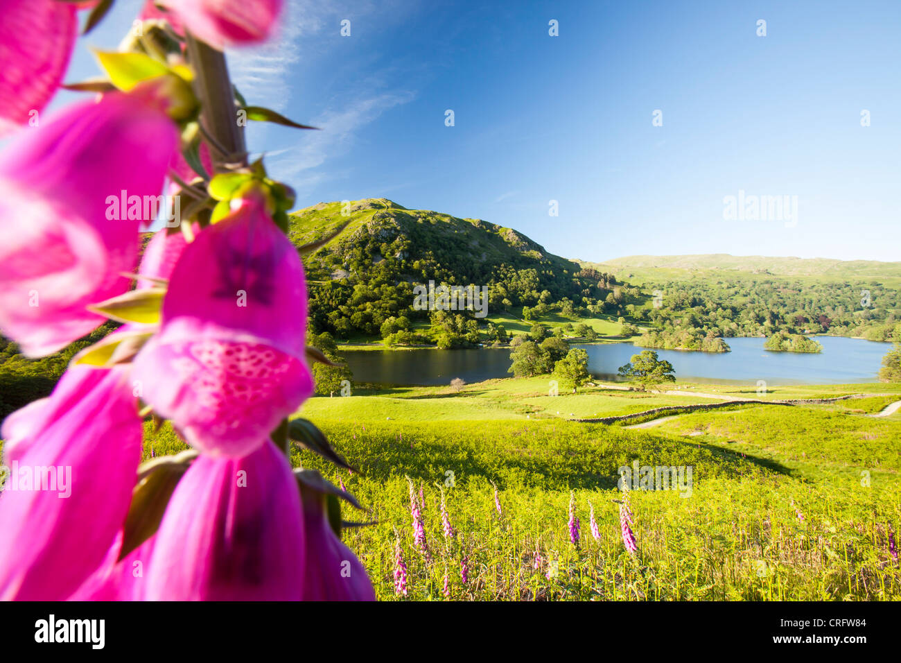 Rydal Water with Foxgloves in the foreground, Lake District, Cumbria, UK. Stock Photo