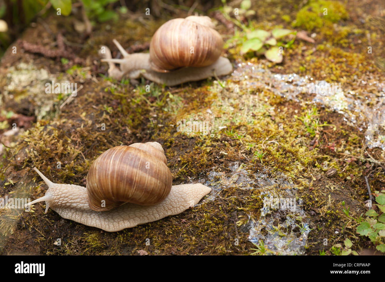 Roman or Burgundy snail creeping over moss and stones large snail grapevine Protected species found undisturbed grassland adult Stock Photo