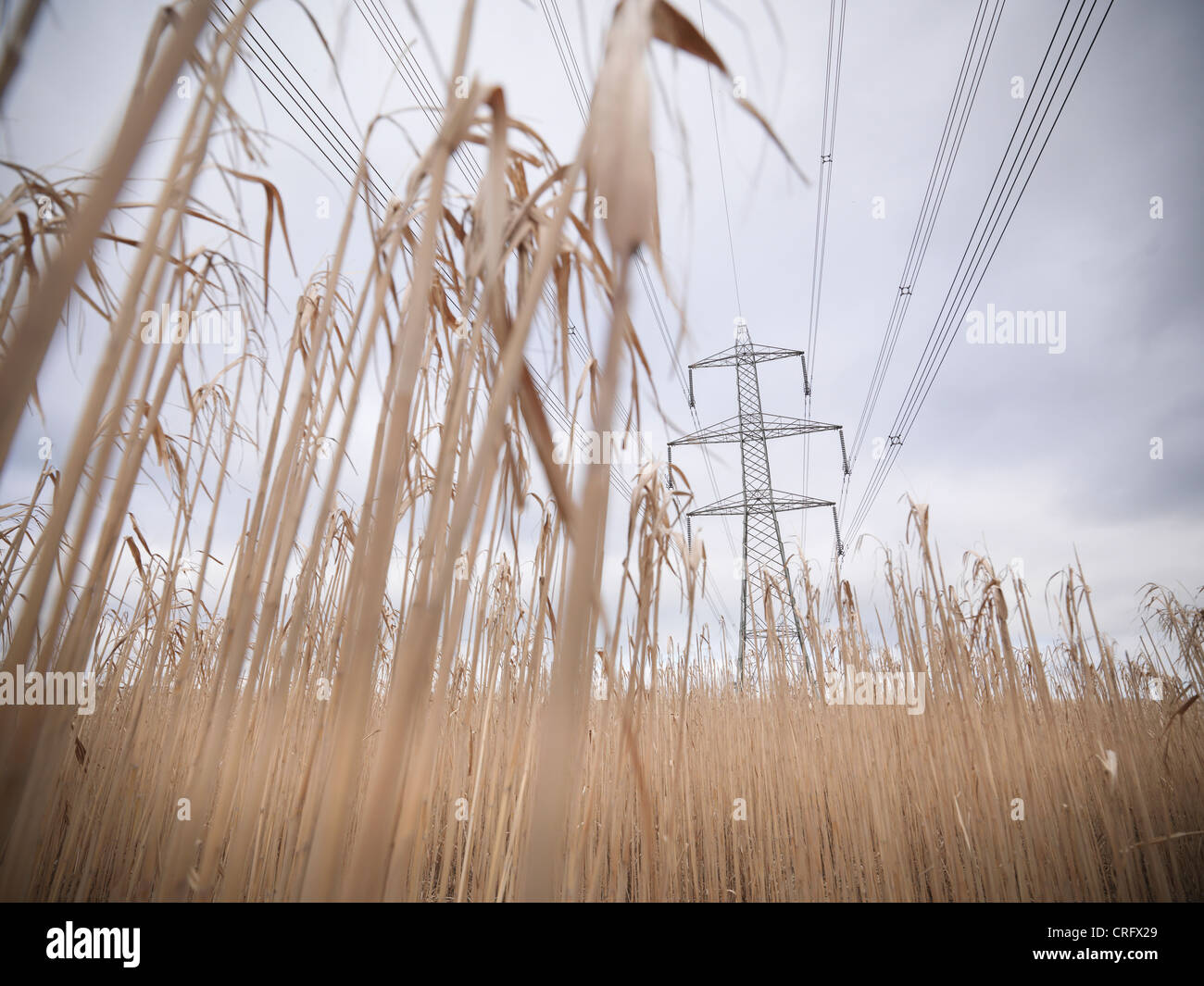 Power lines over field of elephant grass Stock Photo