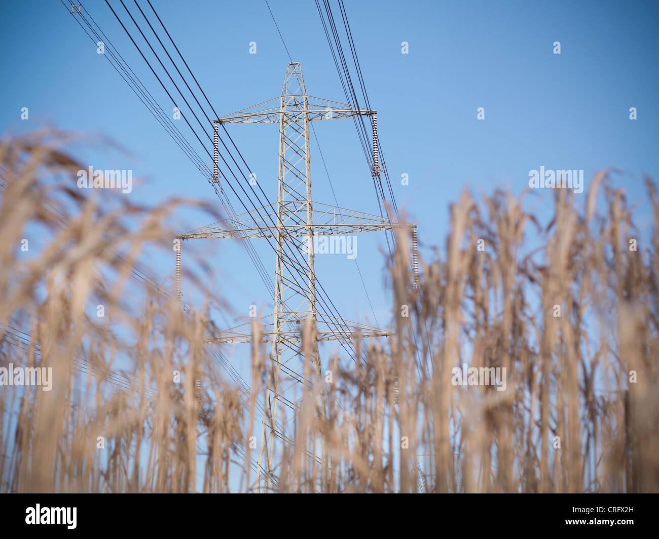 Power lines over field of elephant grass Stock Photo