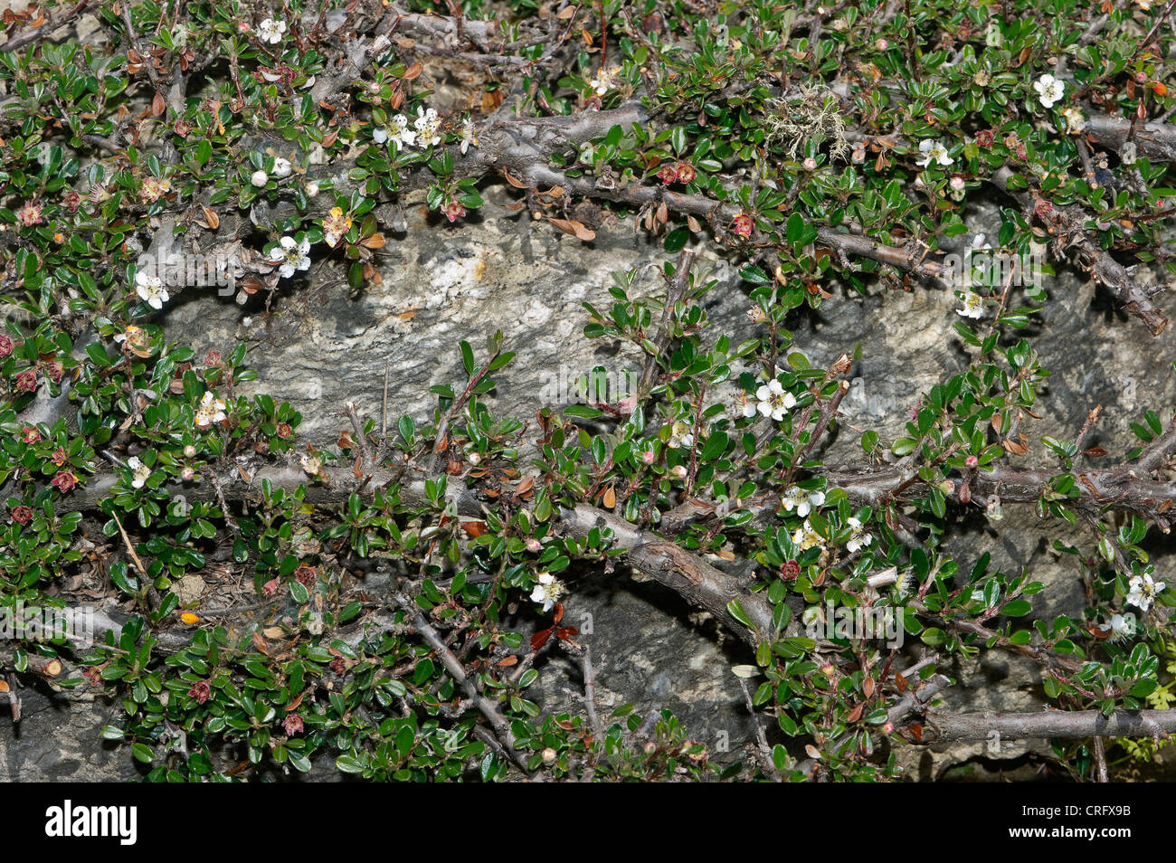 Cotoneaster microphyllus, Rosaceae Stock Photo