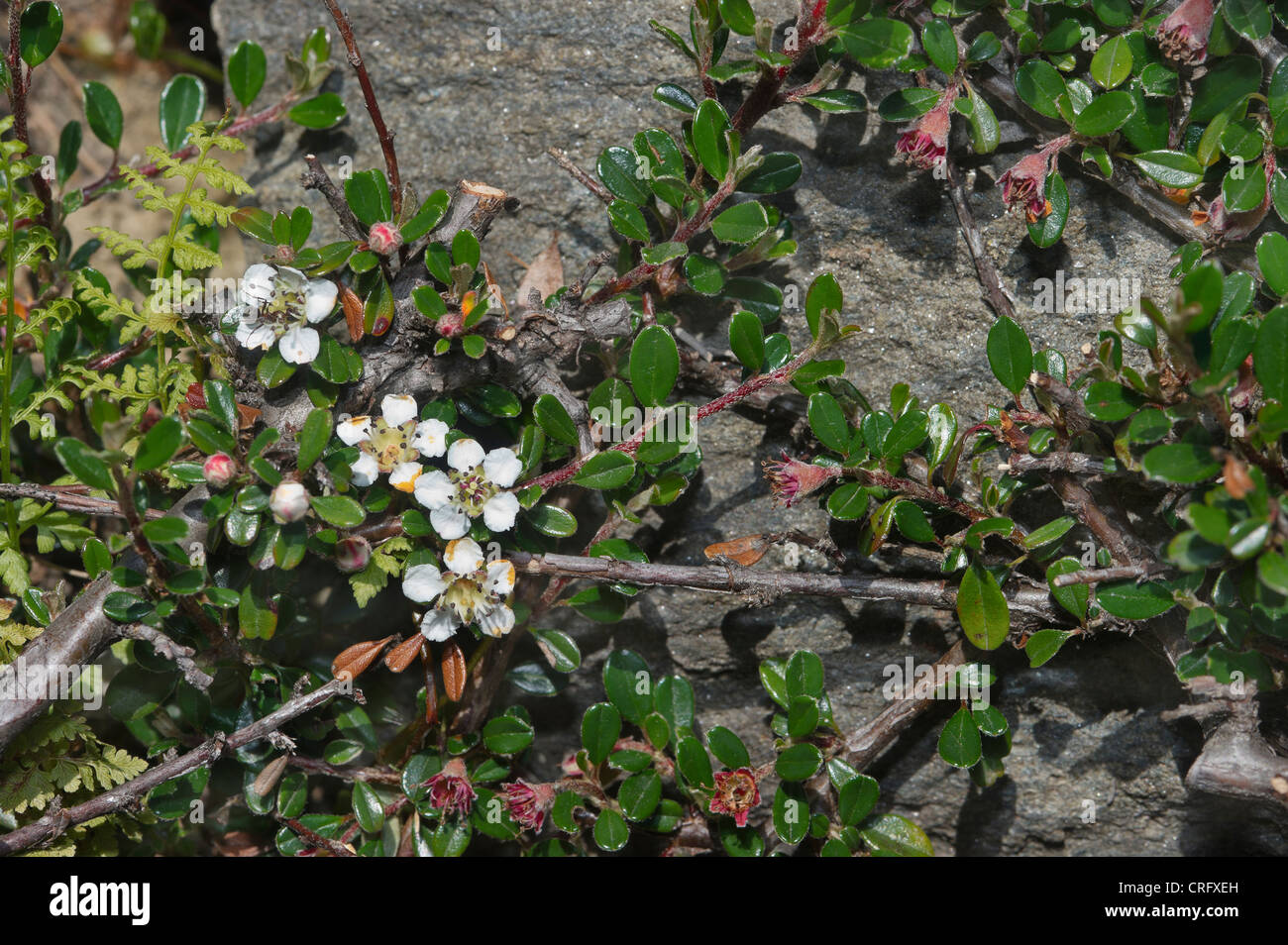 Cotoneaster microphyllus, Rosaceae Stock Photo