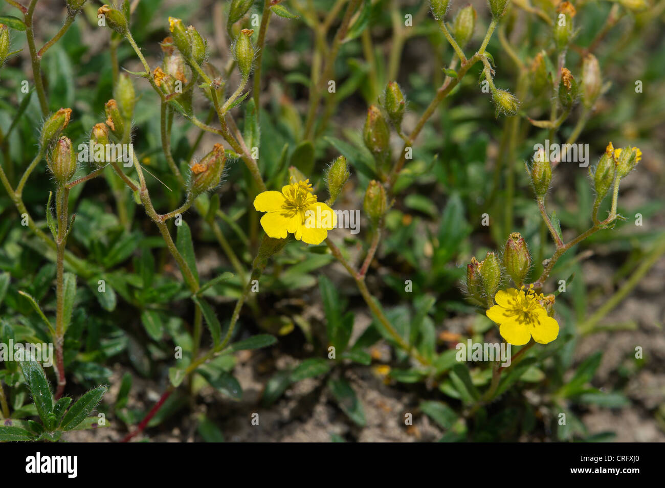 Helianthemum alpestre, Cistaceae Stock Photo