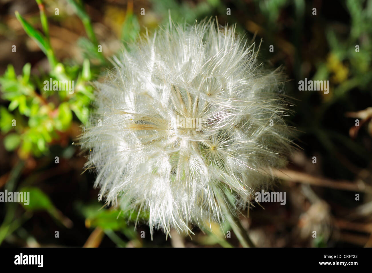 Flores en el jardín Stock Photo - Alamy