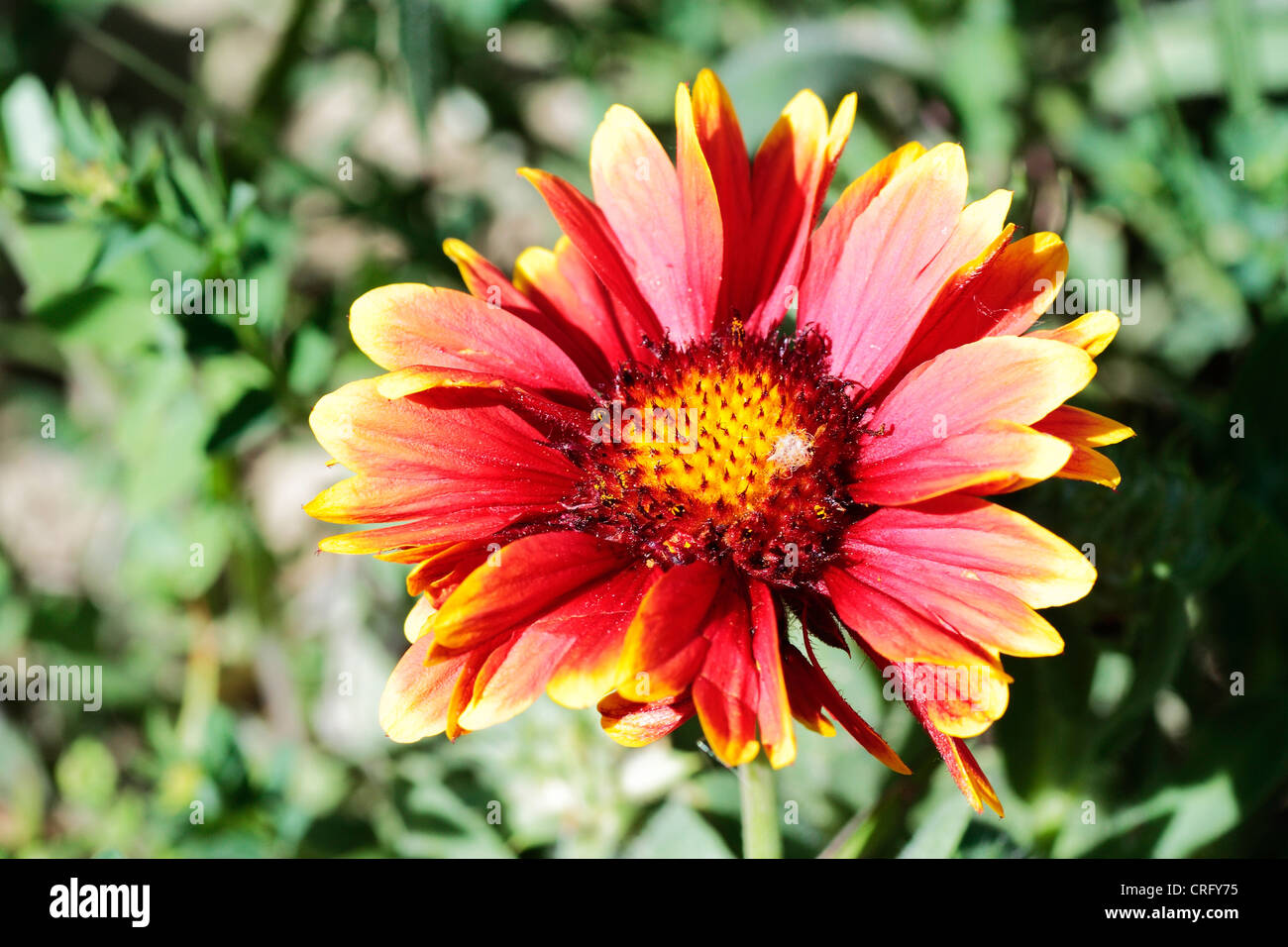 Flores en el jardín Stock Photo - Alamy