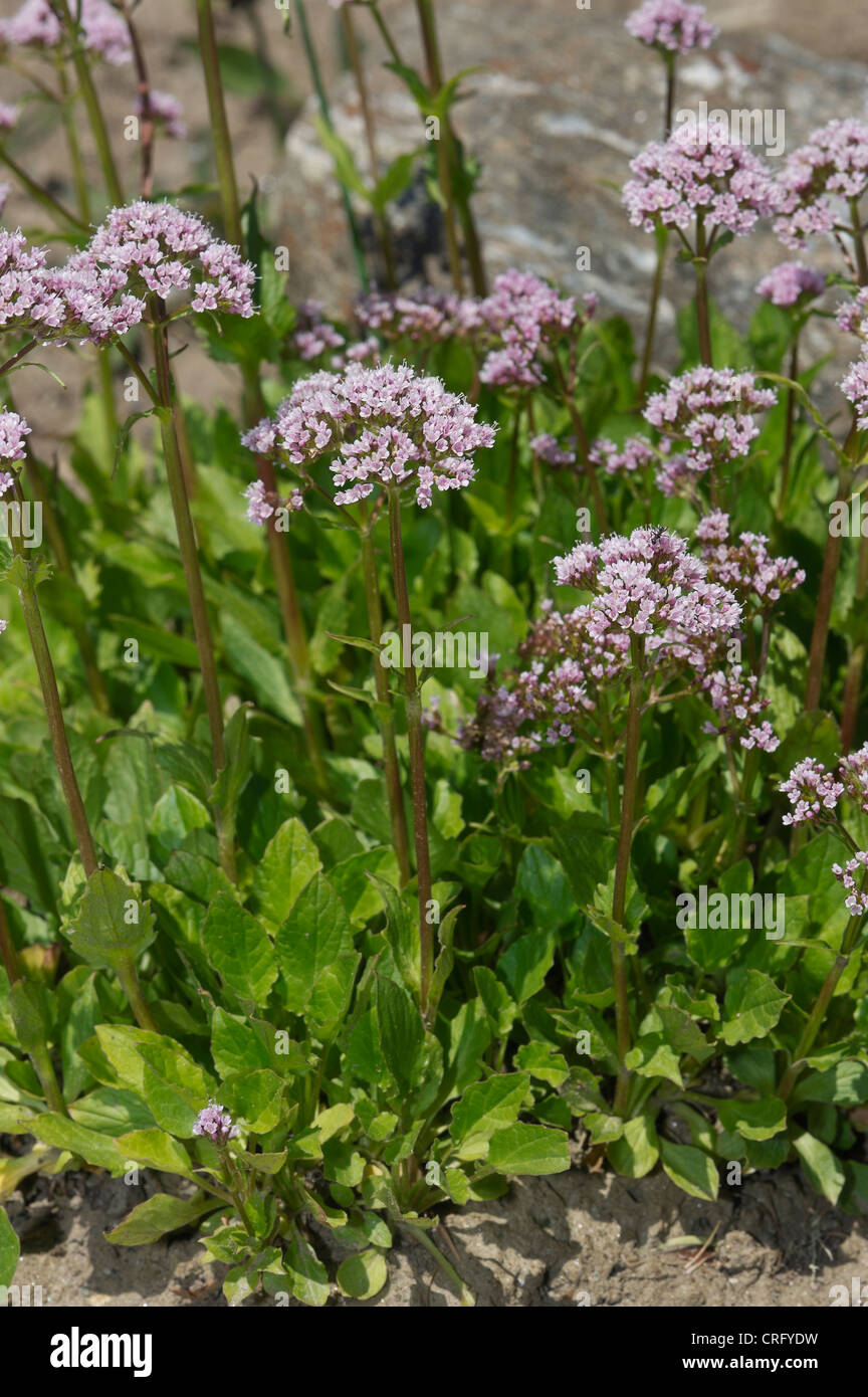 Valerian, Valeriana montana, Valerianaceae Stock Photo