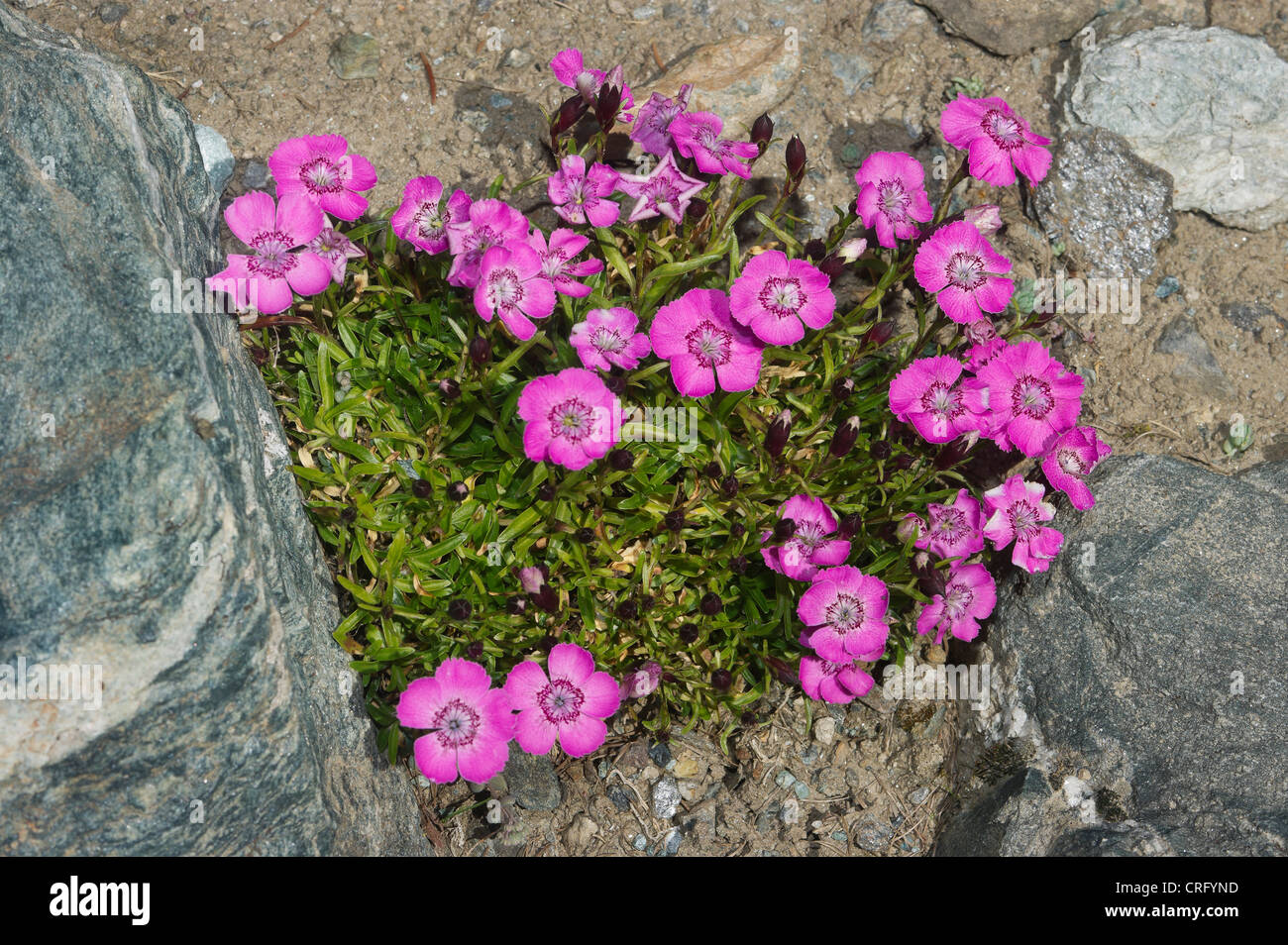 wild carnation, Dianthus alpinus, Caryophyllaceae Stock Photo