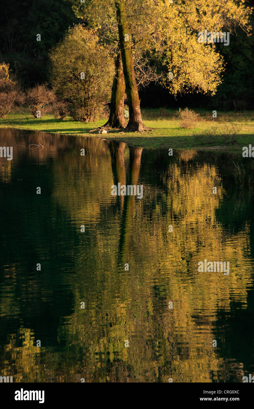 Tree reflected in calm water, Rijeka Crnojevica, Cetinje, Montenegro Stock Photo