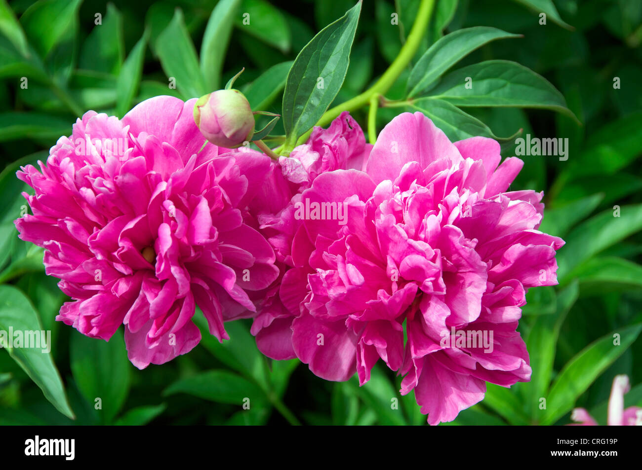Close up peony blossoms Boboli Gardens Florence Italy Stock Photo