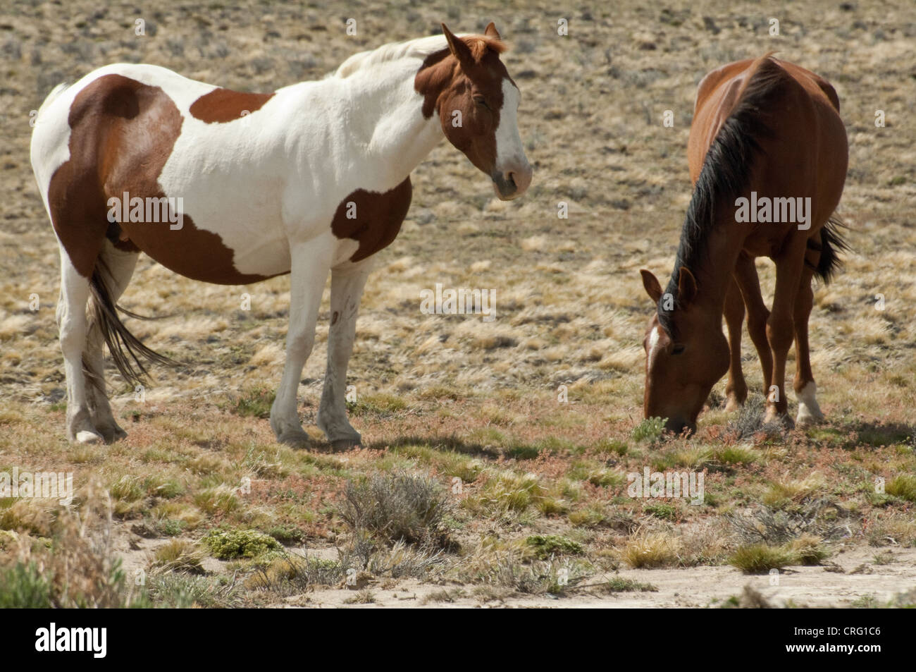 Horses on the steppes hi-res stock photography and images - Alamy