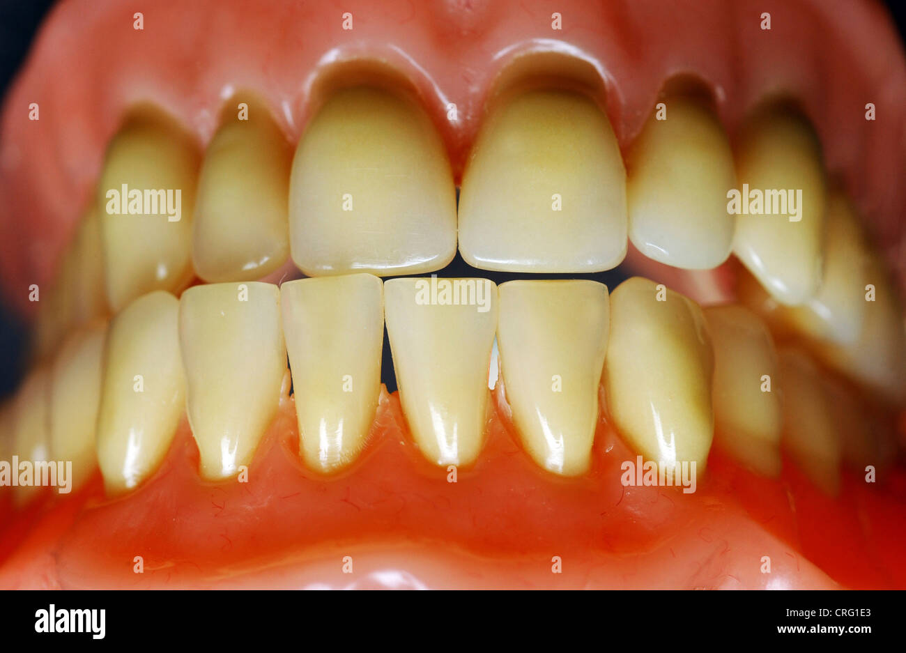 Close up of false teeth Stock Photo Alamy