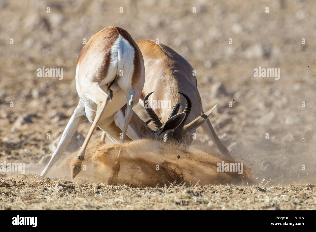 Springbuck (Antidorcas marsupialis) in the Etosha National Park, Namibia. Stock Photo