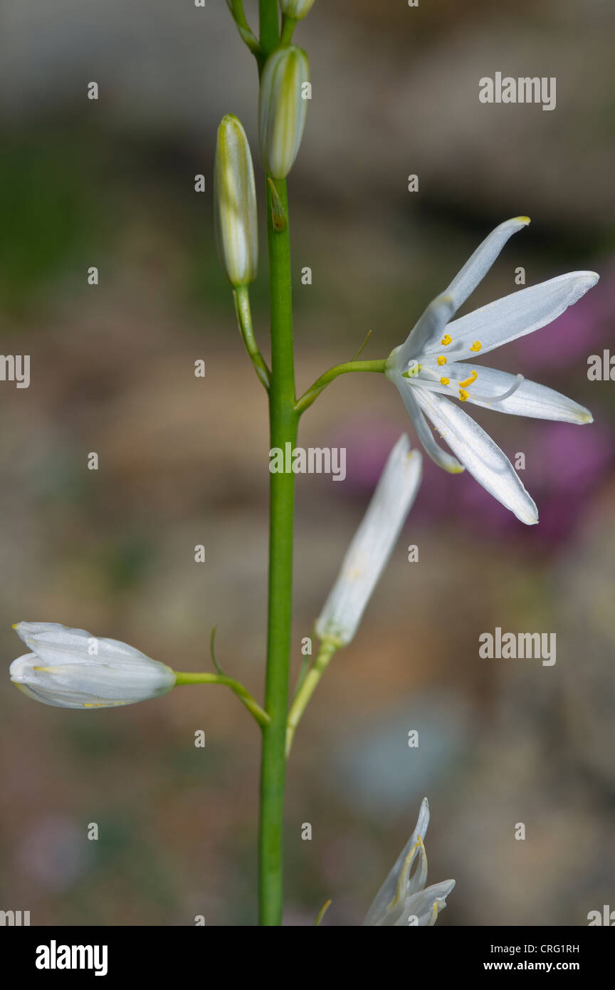 Lily, Anthericum liliago, Liliaceae Stock Photo