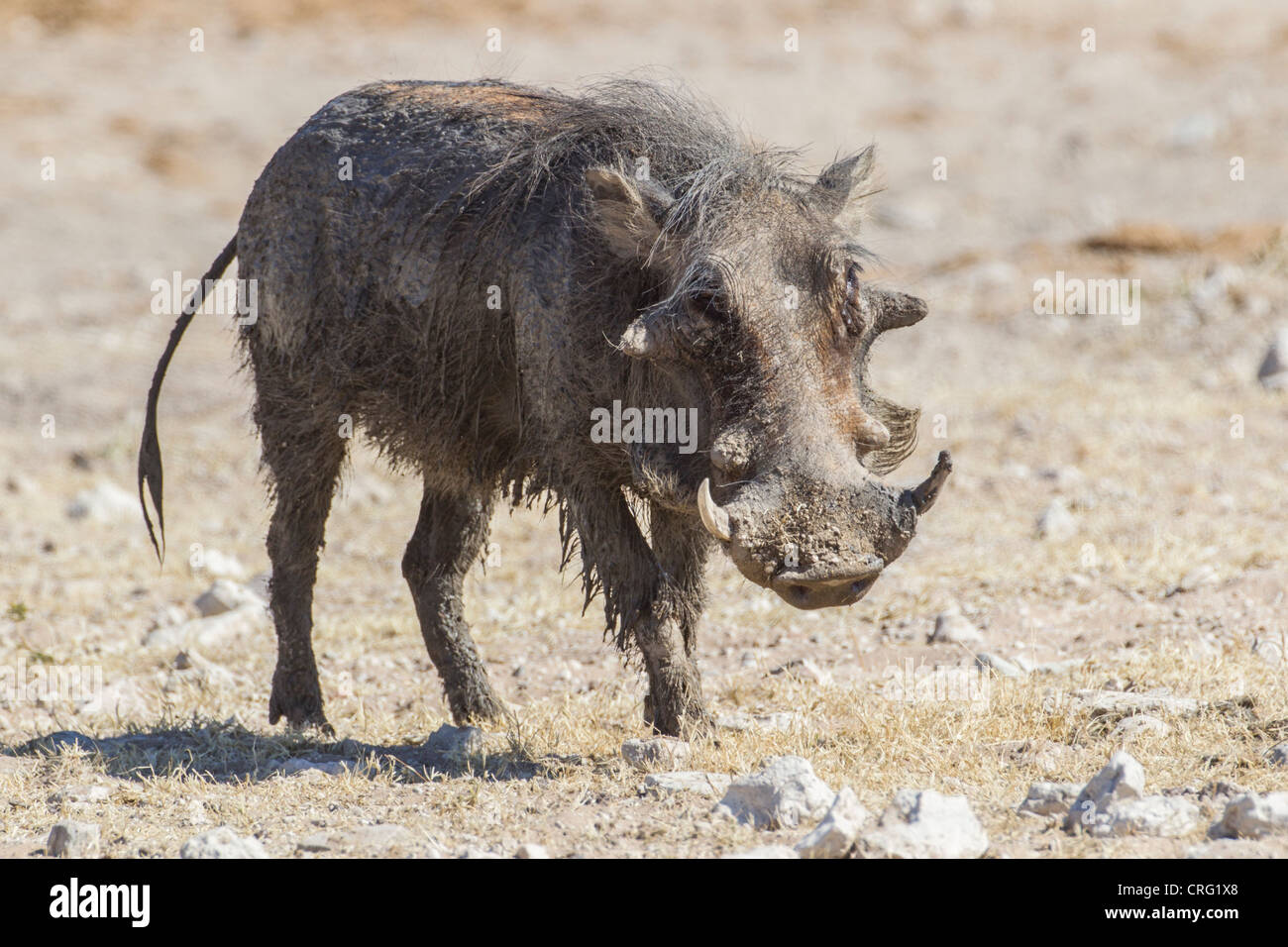 Warthog (Phacochoerus aethiopicus) in the Etosha National Park, Namibia. Stock Photo