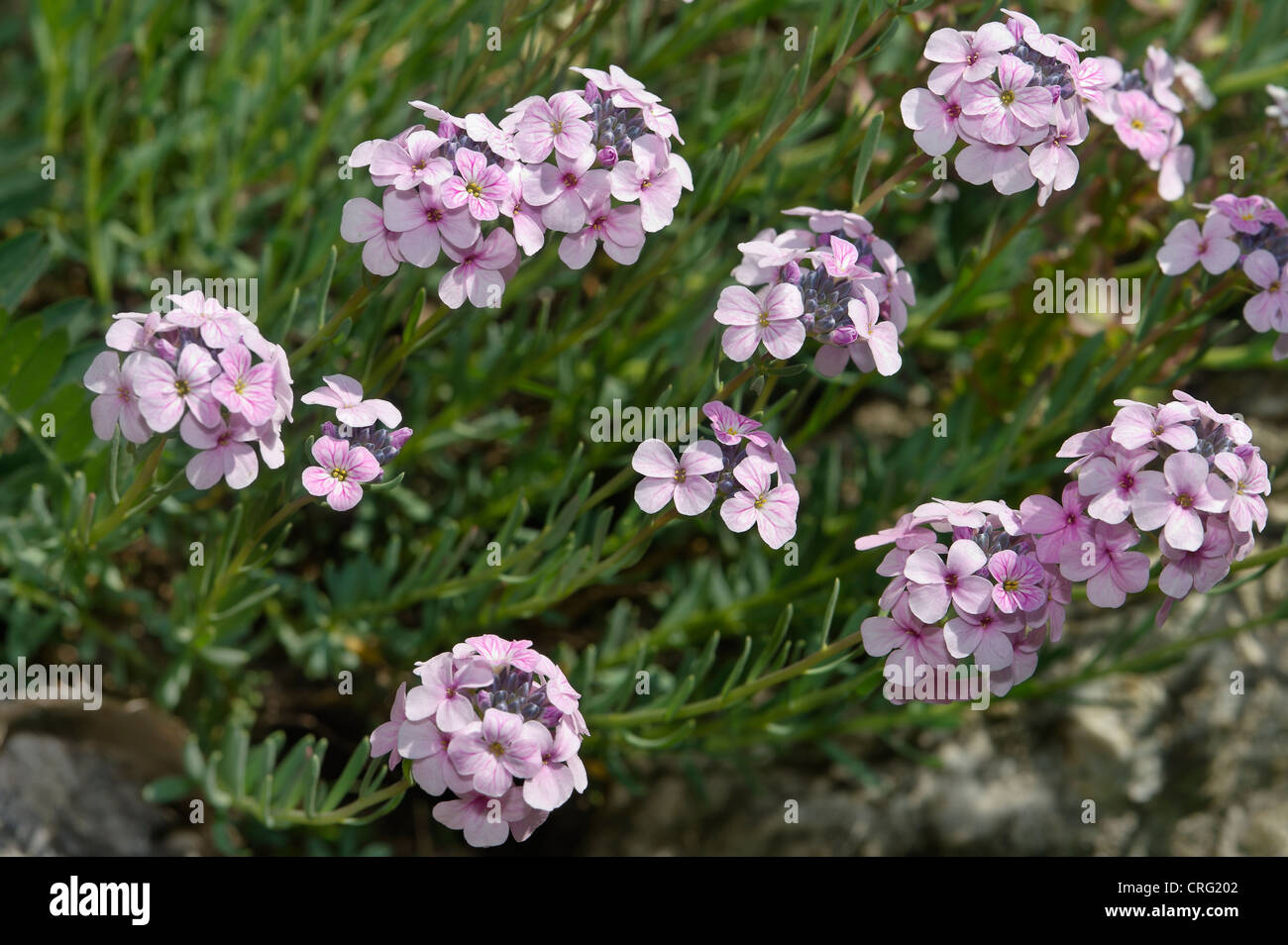 Aethionema grandiflorum, Brassicaceae Stock Photo